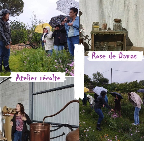 Atelier-récolte Regard Ô Féminin « A la découverte de la Rose de Damas » chez Virginie Bruguier  